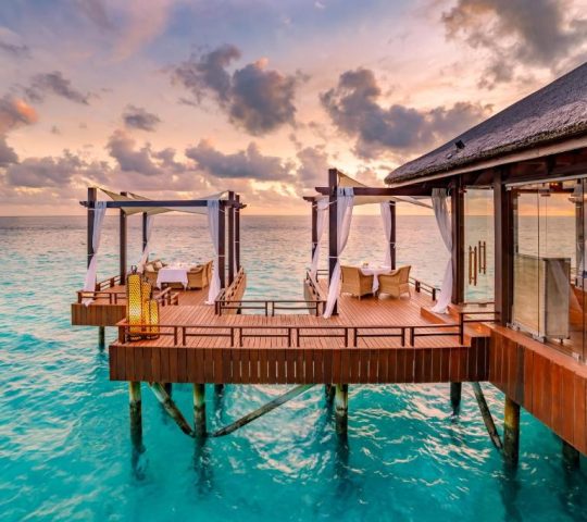 OZEN RESERVE BOLIFUSHI OZEN RESERVE BOLIFUSHI